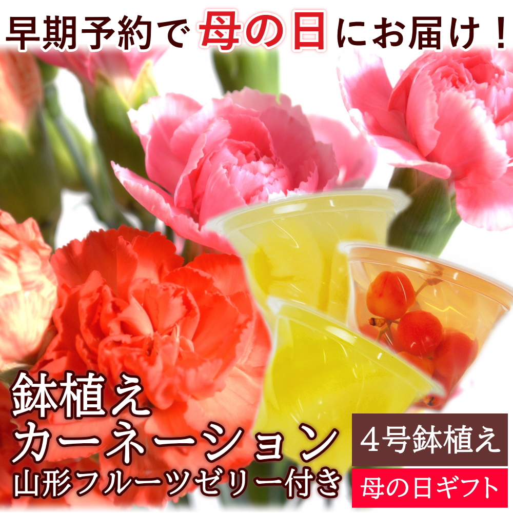 母の日ギフト5/10にお届け】カーネーション鉢植えとフルーツゼリー