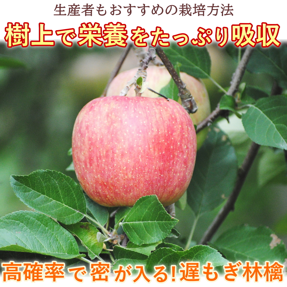 サンふじ 約3kg 8-12玉前後 送料無料、山形県、お試し用、産地直送