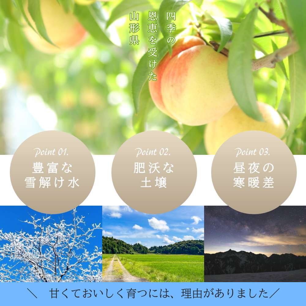 モモ　5キロ ×２箱　① 楽天市場】モモ もも ピーチ 黄桃 フルーツ 桃 黄金桃 5kg前後