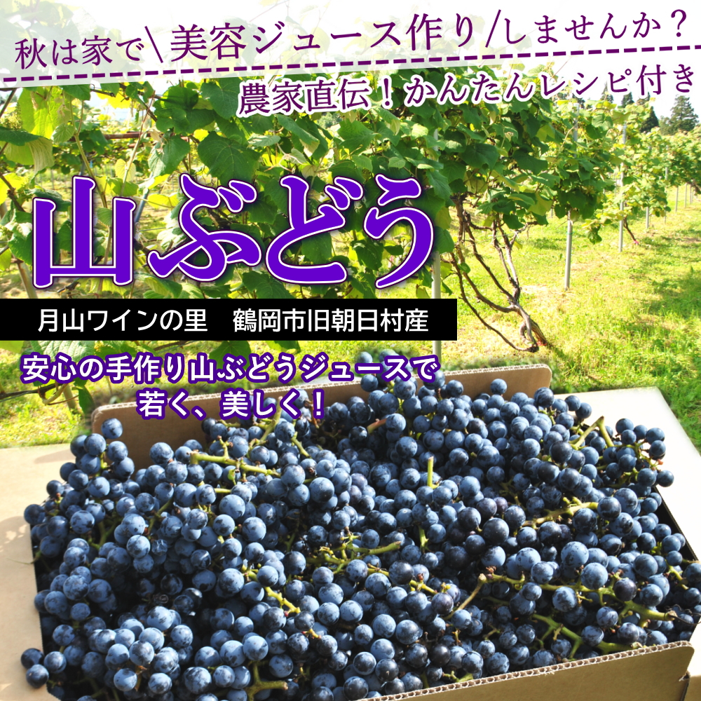 国産 ぶどう 山ぶどう 4kg 業務箱 家庭用 葡萄 ブドウ 産直 山形県旧朝日村産 送料無料 山形産 産直 取寄せ※沖縄県・一部離島への配送不可