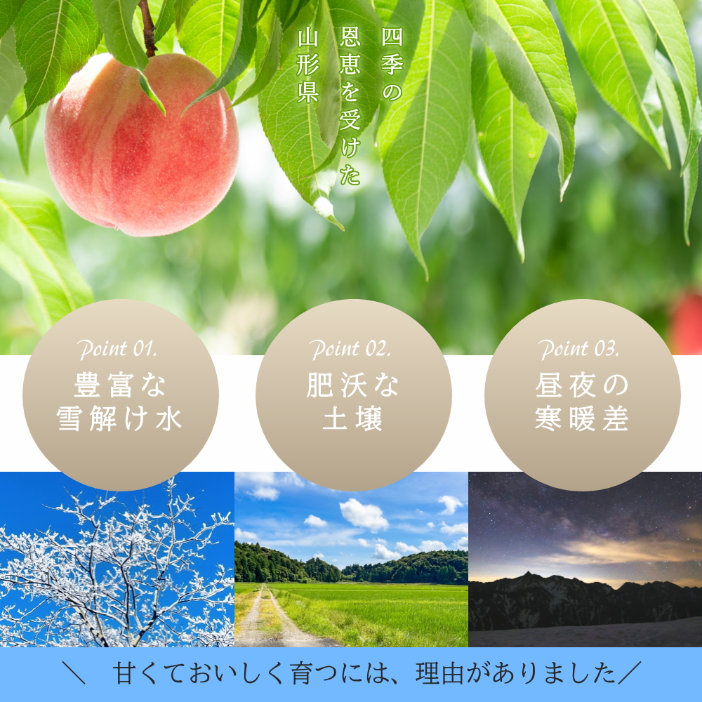 【2箱こん4850】超特大級 森上白桃 4kg(10～12玉) 2箱 楽天市場】清水白桃 自宅用 2kg箱 5〜8玉 〇浅 生産者限定商品