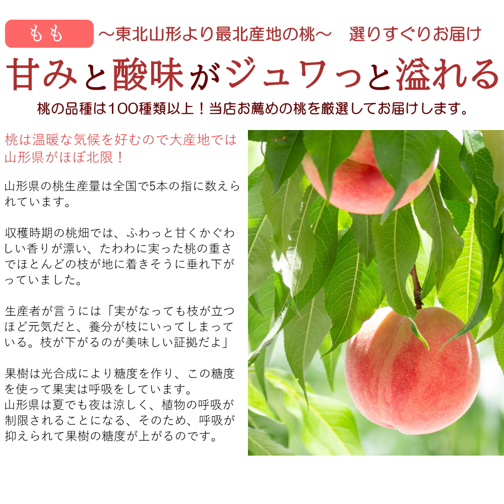 【2箱こん4850】超特大級 森上白桃 4kg(10～12玉) 2箱 楽天市場】清水白桃 自宅用 2kg箱 5〜8玉 〇浅 生産者限定商品