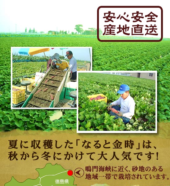 安心安全産地直送！徳島県鳴門産のなると金時