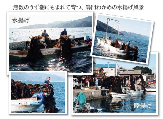 鳴門わかめの水揚げ＆陸揚げ風景（徳島県漁連）