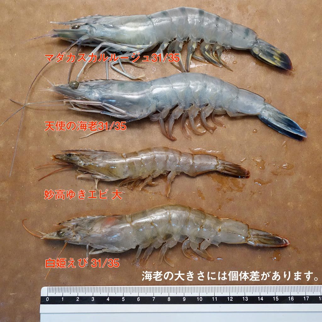 高品位海老比較