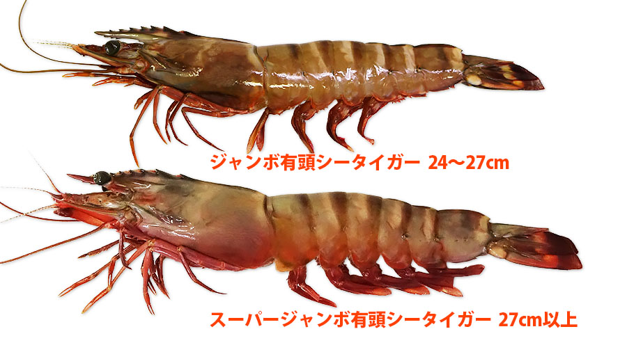 スーパー・ジャンボ有頭シータイガー