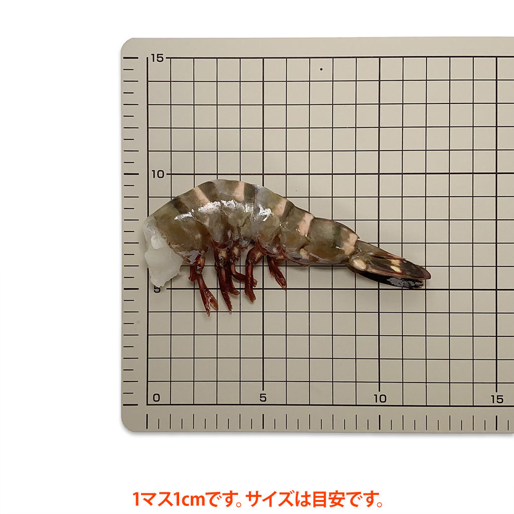 シータイガーえび1315サイズ