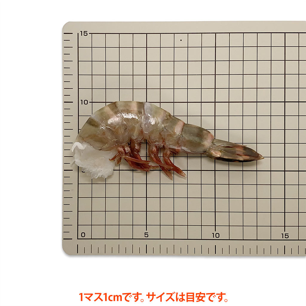 シータイガーえび8/12サイズ