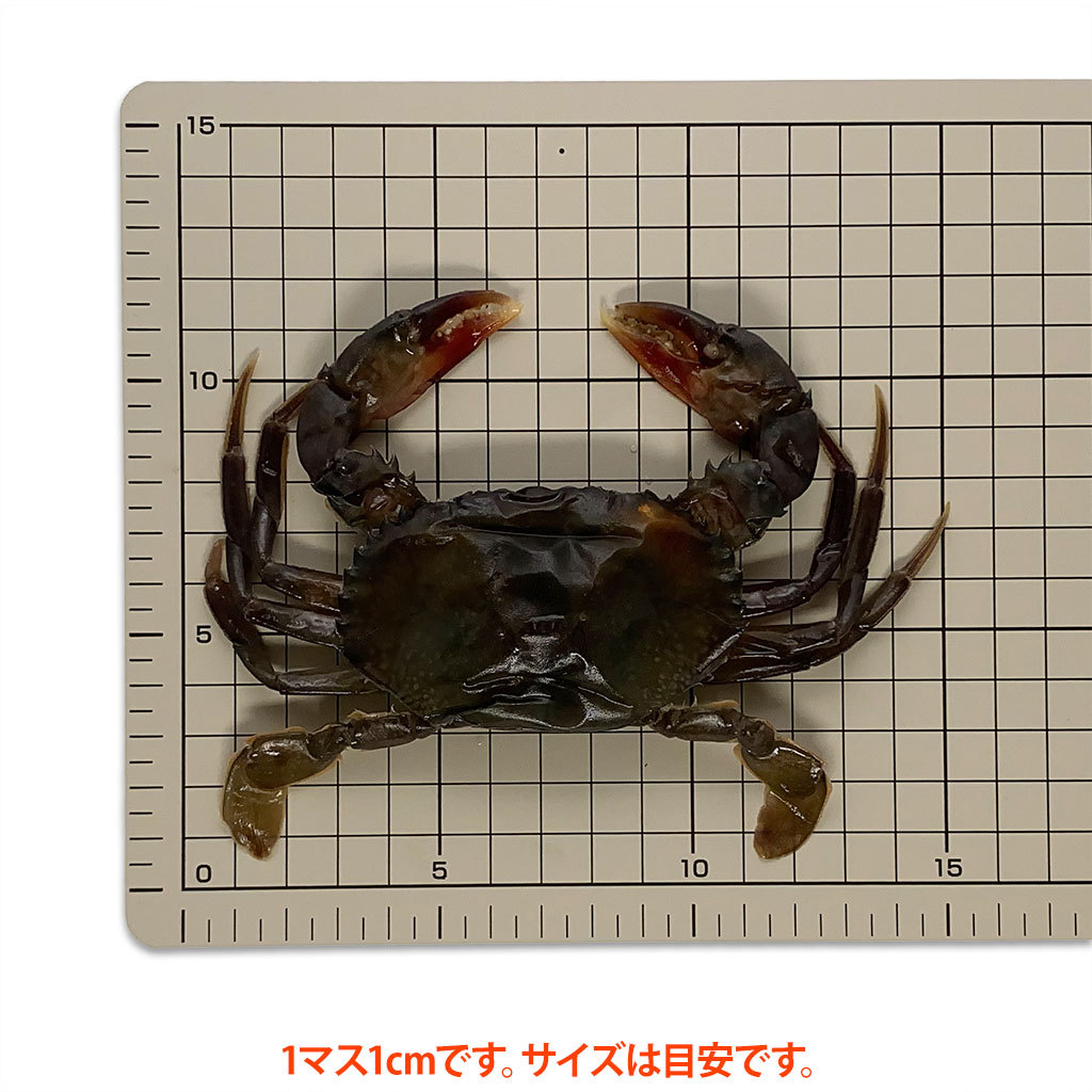 ソフトシェルクラブサイズ