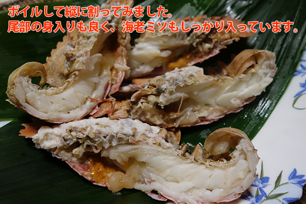 うちわ海老盛り付け例その２