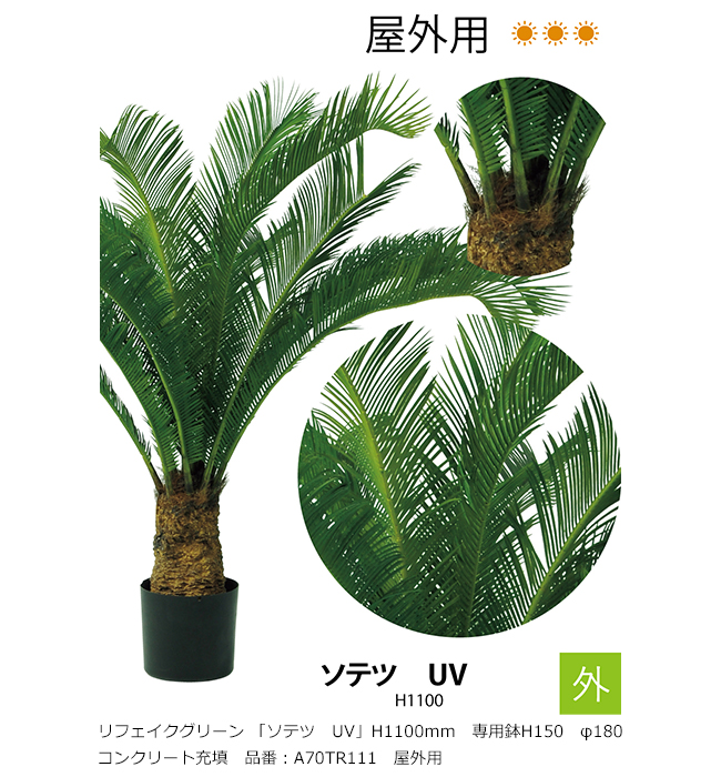 自然栽培ソテツ 約1メートル 自然栽培ソテツ 約1メートル