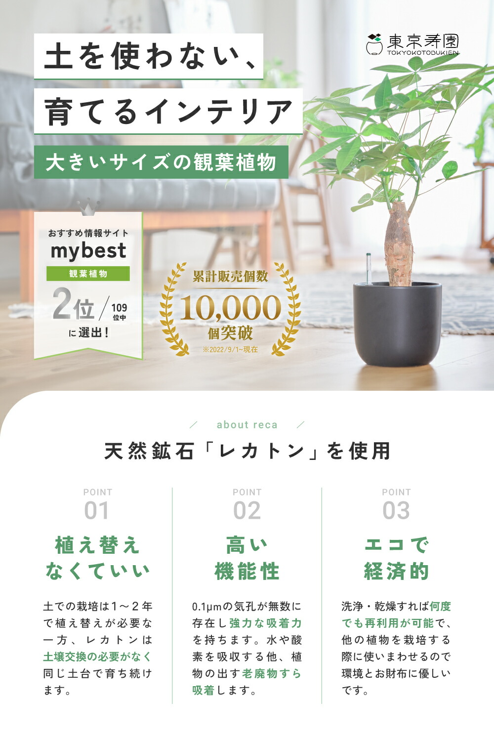 販売実績10,000個突破】 パキラ 大型 観葉植物 本物 東京寿園 土を使わ 
