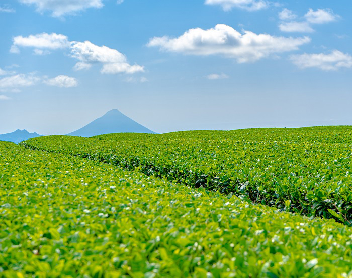 お茶の丸幸 鹿児島県産 深蒸し 有機煎茶 10個 煎茶 有機JAS 送料無料 取り寄せ品_4
