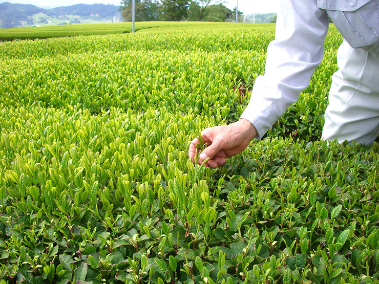 お茶の丸幸 静岡県産農家直送緑茶 10個 緑茶 送料無料 取り寄せ品