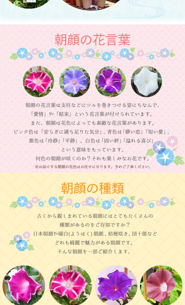 銀座の朝顔市 選べる 花種 色おまかせ あさがお 6号 約18cm 育てる 季節の花鉢 アサガオ H40 50cm W30cm お彼岸 敬老の日 贈答 曜白 西洋 団十郎 Faj 花とお酒とギフト銀座東京フラワー 通販 Yahoo ショッピング