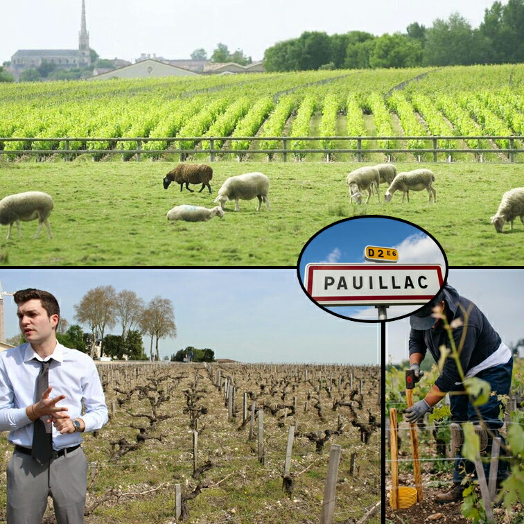 シャトー ランシュ ムーサ 1995 ポイヤック 格付け 5級 Chateau Lynch