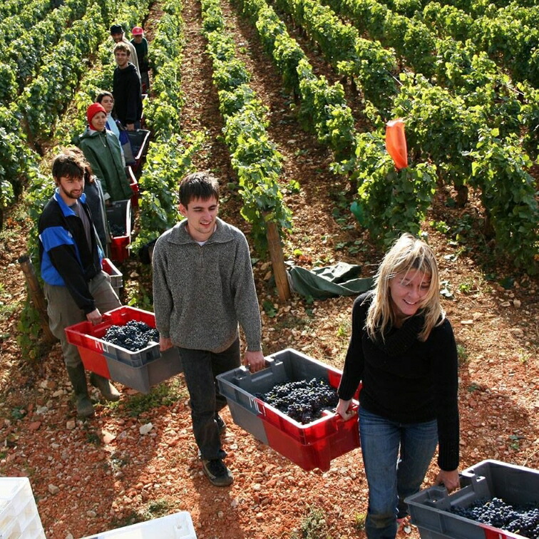 ムルソー・プルミエ・クリュ・レ・ラヴェル 2019 シャペル ド ブラニー 750ml ブルゴーニュ シャルドネ 白ワイン ワイン 辛口 1級 ド プルミエ シャペル ブラニー 白ワイン