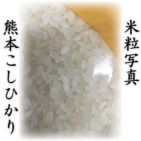 お米 米 30kg 白米 熊本県産 こしひかり 令和4年産 コシヒカリ 5kg6個