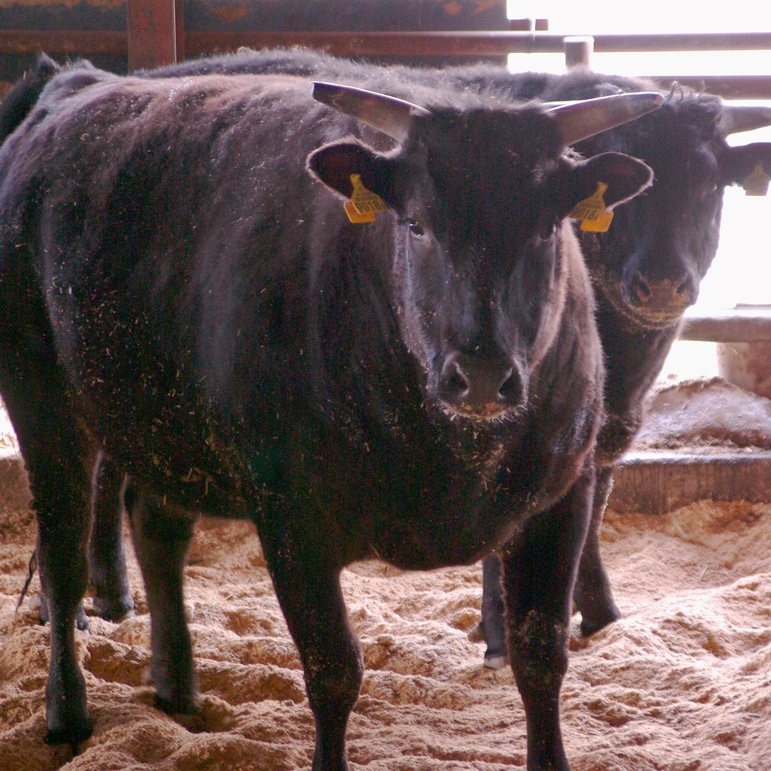 上田の黒牛(十勝和牛A5ランク)300g×2 /上田精肉店［冷凍発送］ : 食べ