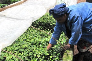 アフリカ最高峰「キリマンジャロ」で栽培されるアフリカ代表銘柄