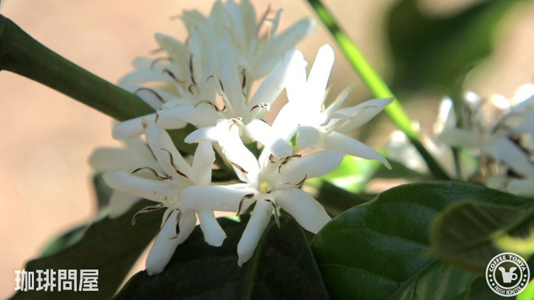 コーヒーの花〜農園風景