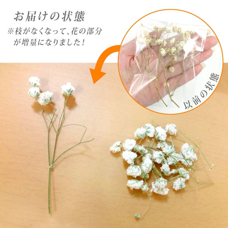 ドライフラワー かすみ草 全10色 各種3本入【押し花/フェイク