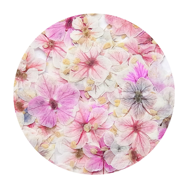 儚げ ドライフラワー 20枚 ケース入り ネイルパーツ 押し花 ネイル