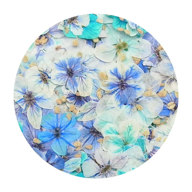 儚げ ドライフラワー 20枚 ケース入り ネイルパーツ 押し花 ネイル