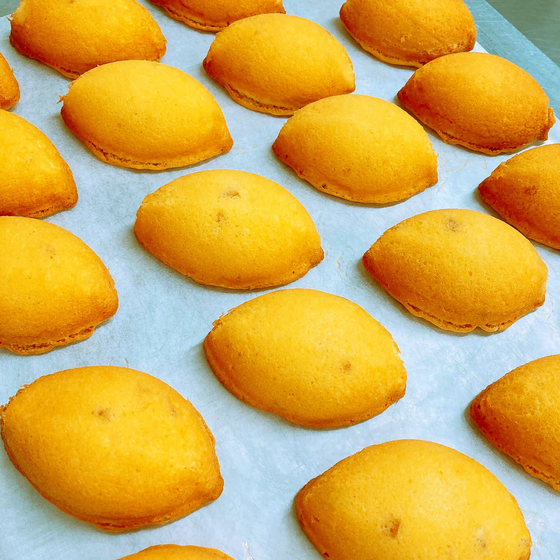 レモンボート 16個入 ギフト 泉大津【TORAYA SWEETS】レモンケーキ |  | 03