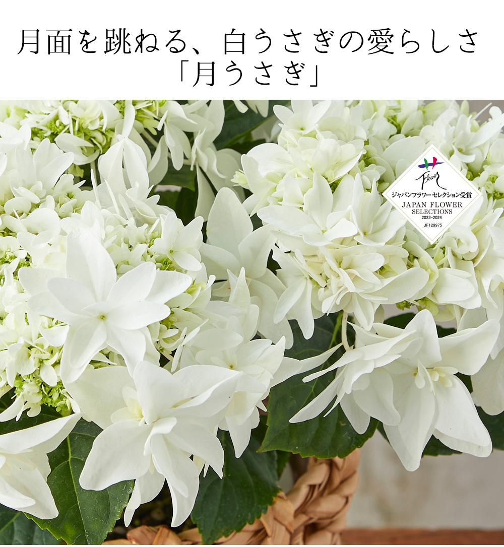 母の日 ギフト プレゼント 花 2025 アジサイ 40代 50代 60代 70 母の日 ギフト プレゼント 花 2025 アジサイ 40代 50代 60代 70