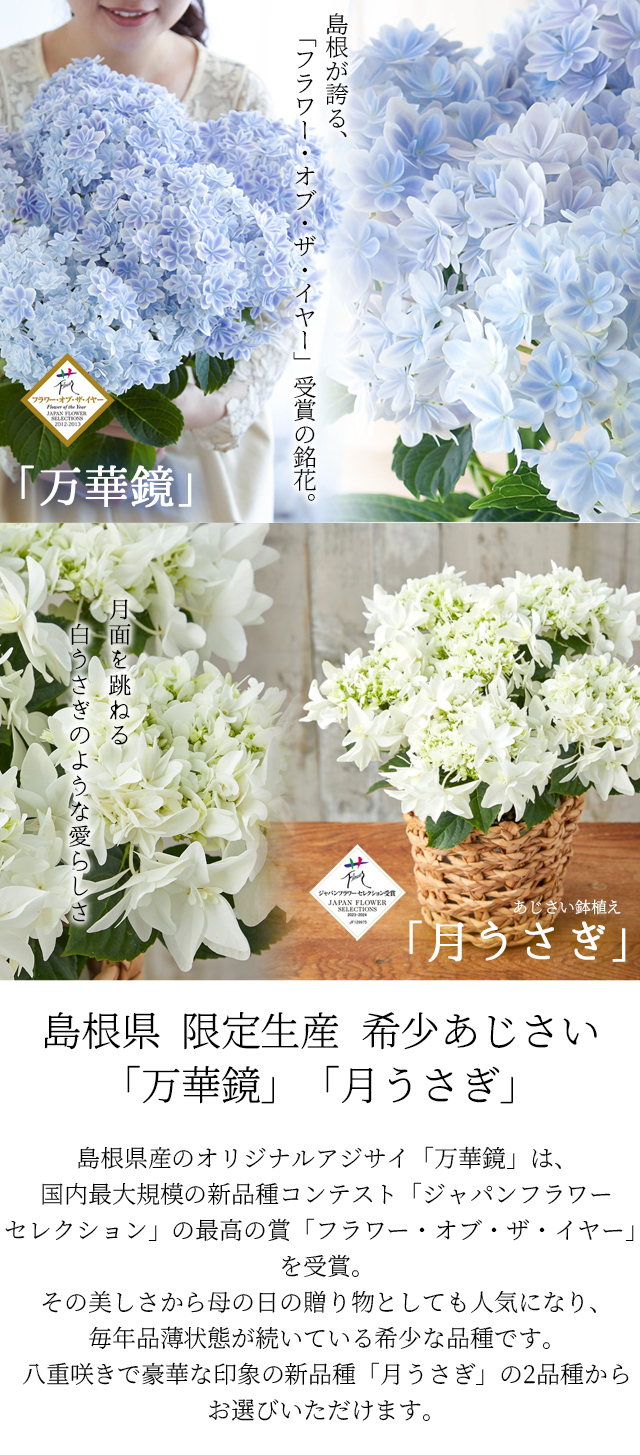 風味絶佳 母の日 ギフト プレゼント 花 2026アジサイ 40代 50代 60代