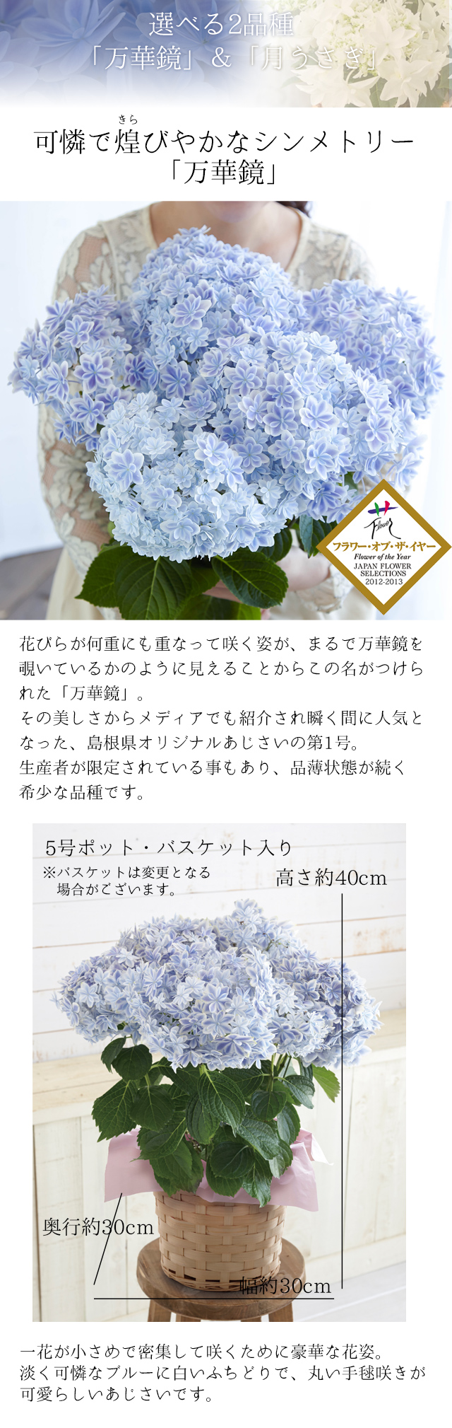 風味絶佳 母の日 ギフト プレゼント 花 2026アジサイ 40代 50代 60代