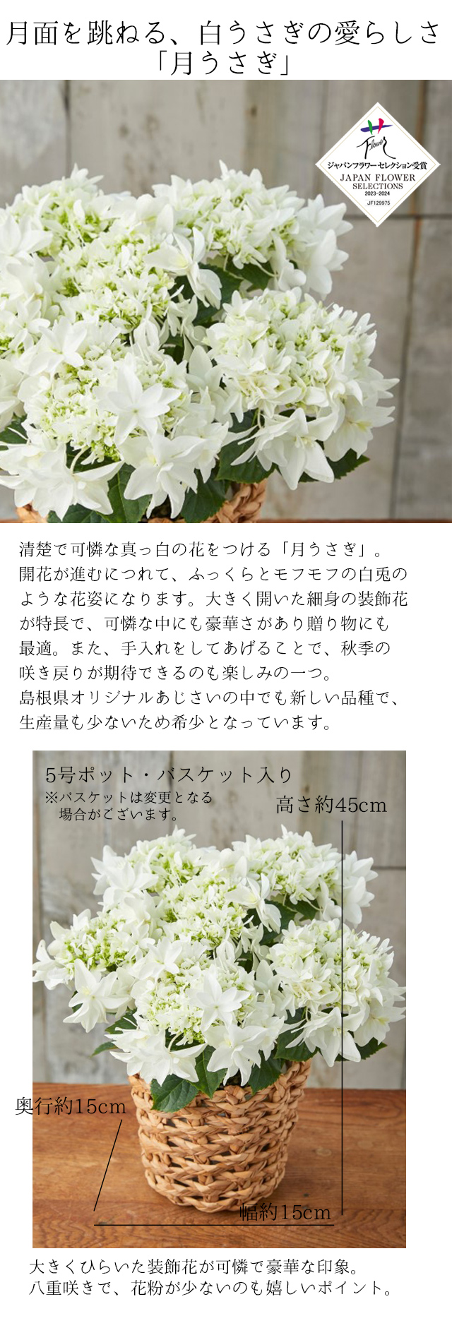 風味絶佳 母の日 ギフト プレゼント 花 2026アジサイ 40代 50代 60代