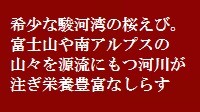 駿河湾桜えび 駿河湾しらす