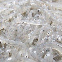 駿河湾しらす