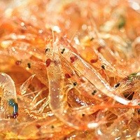 駿河湾桜えび