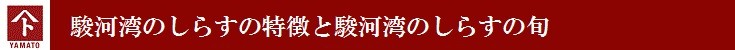駿河湾のしらすの特徴と駿河湾のしらすの旬