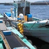 駿河湾しらす漁