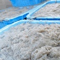駿河湾しらす漁