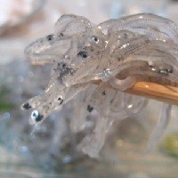 駿河湾の生しらす