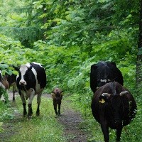 牛肉のからすみ 牧場