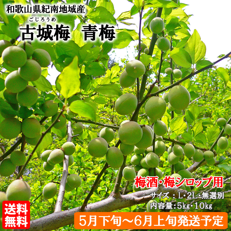 送料無料 予約販売 紀州産 古城梅 青梅 2Lサイズ 約10kg 梅酒・梅
