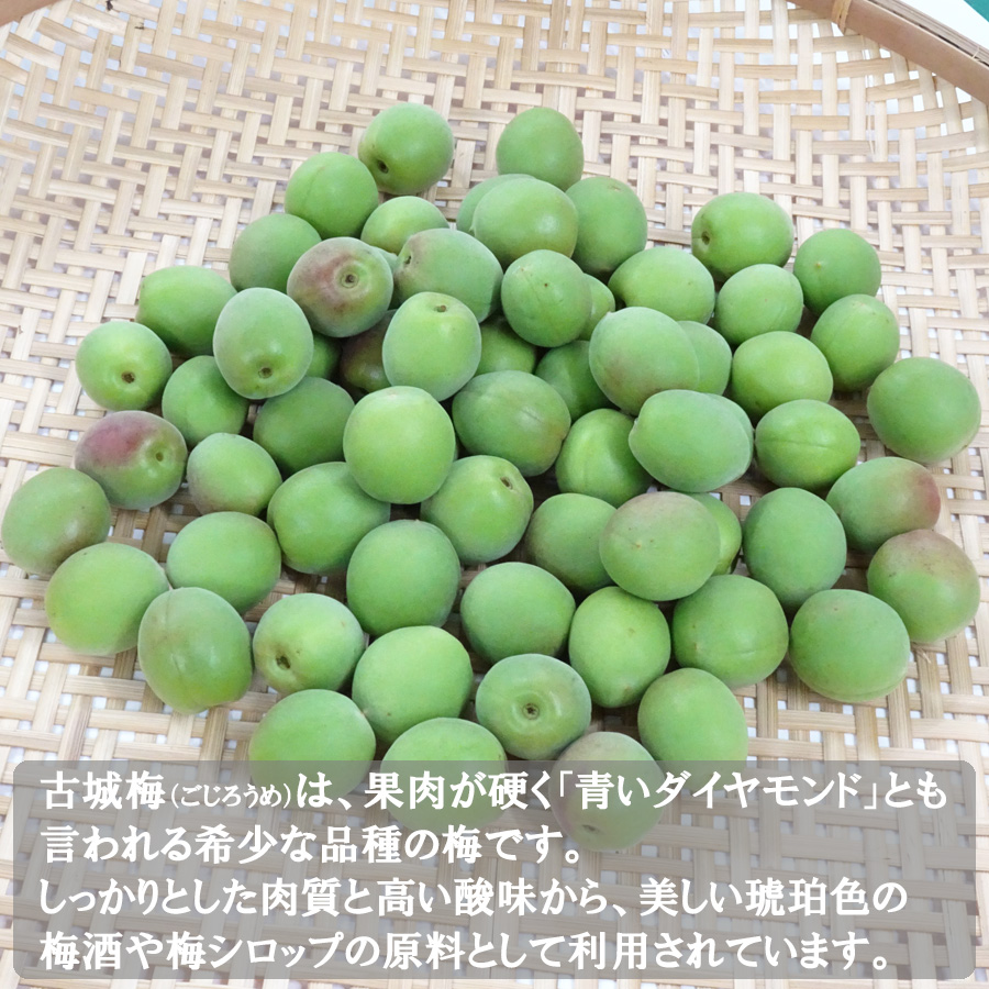 送料無料 予約販売 紀州産 古城梅 青梅 2Lサイズ 約10kg 梅酒・梅