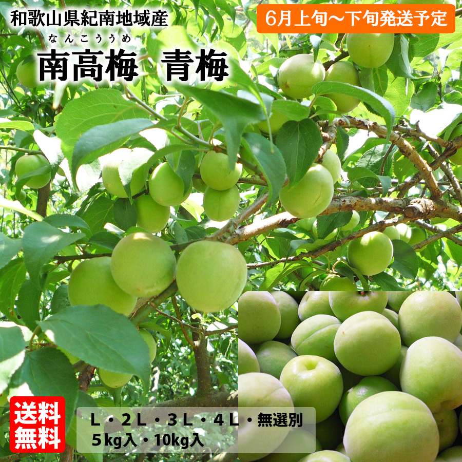 送料無料 予約販売 紀州産 南高梅 青梅 2Lサイズ 約10kg 梅干・梅酒