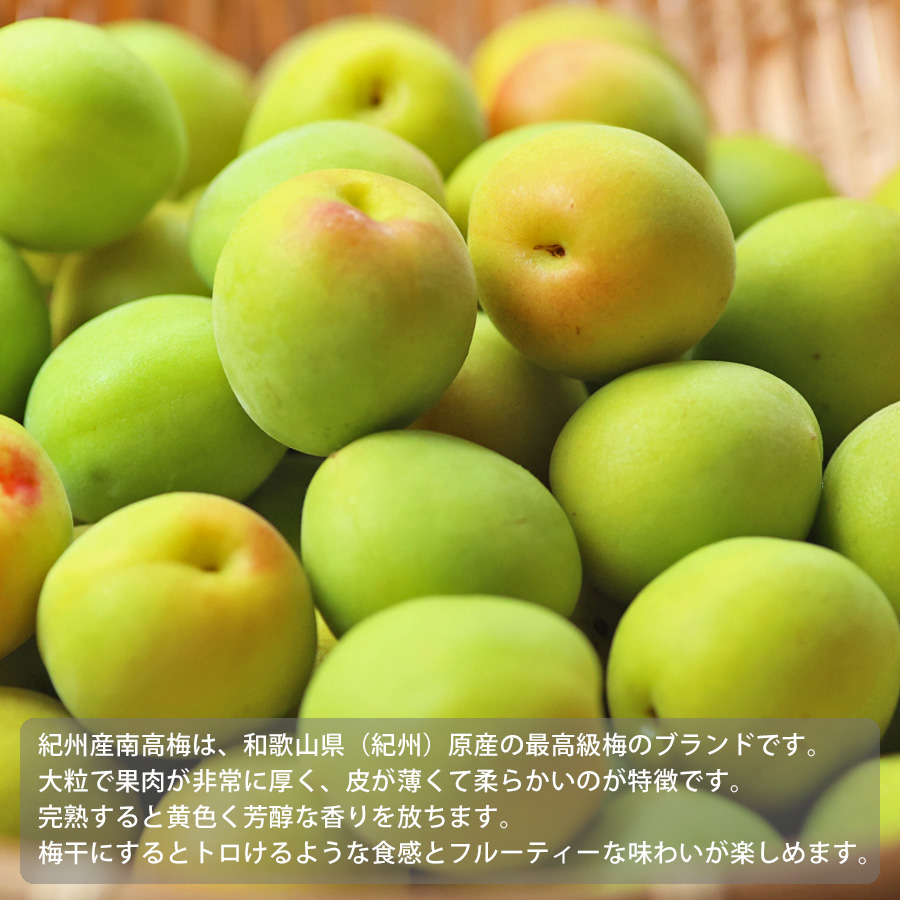 送料無料 予約販売 紀州産 南高梅 青梅 無選別（サイズ不揃い）※多少傷