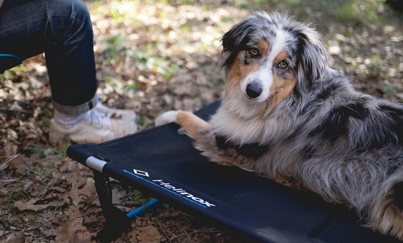 ヘリノックス ドッグコット Mサイズ 小型犬ベッド 犬ベッド 犬コット