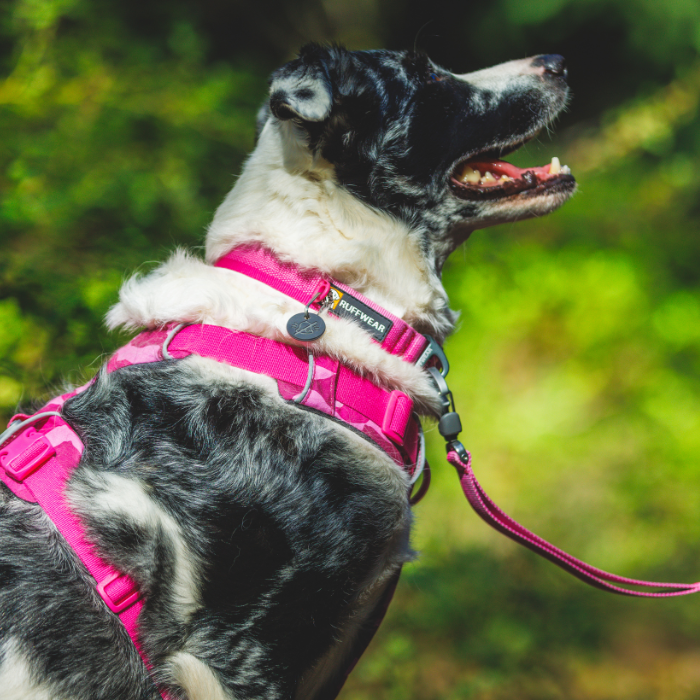 ラフウェア フロントレンジカラー 小型犬用 中型犬用 S-Mサイズ
