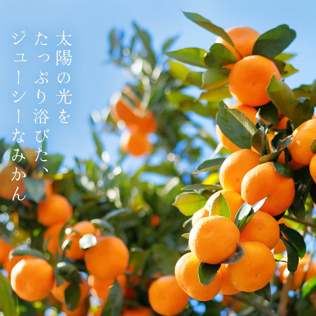 最安値挑戦 ご家庭用 温州 みかん 5kg 愛媛県産 ミカン 蜜柑 不揃い