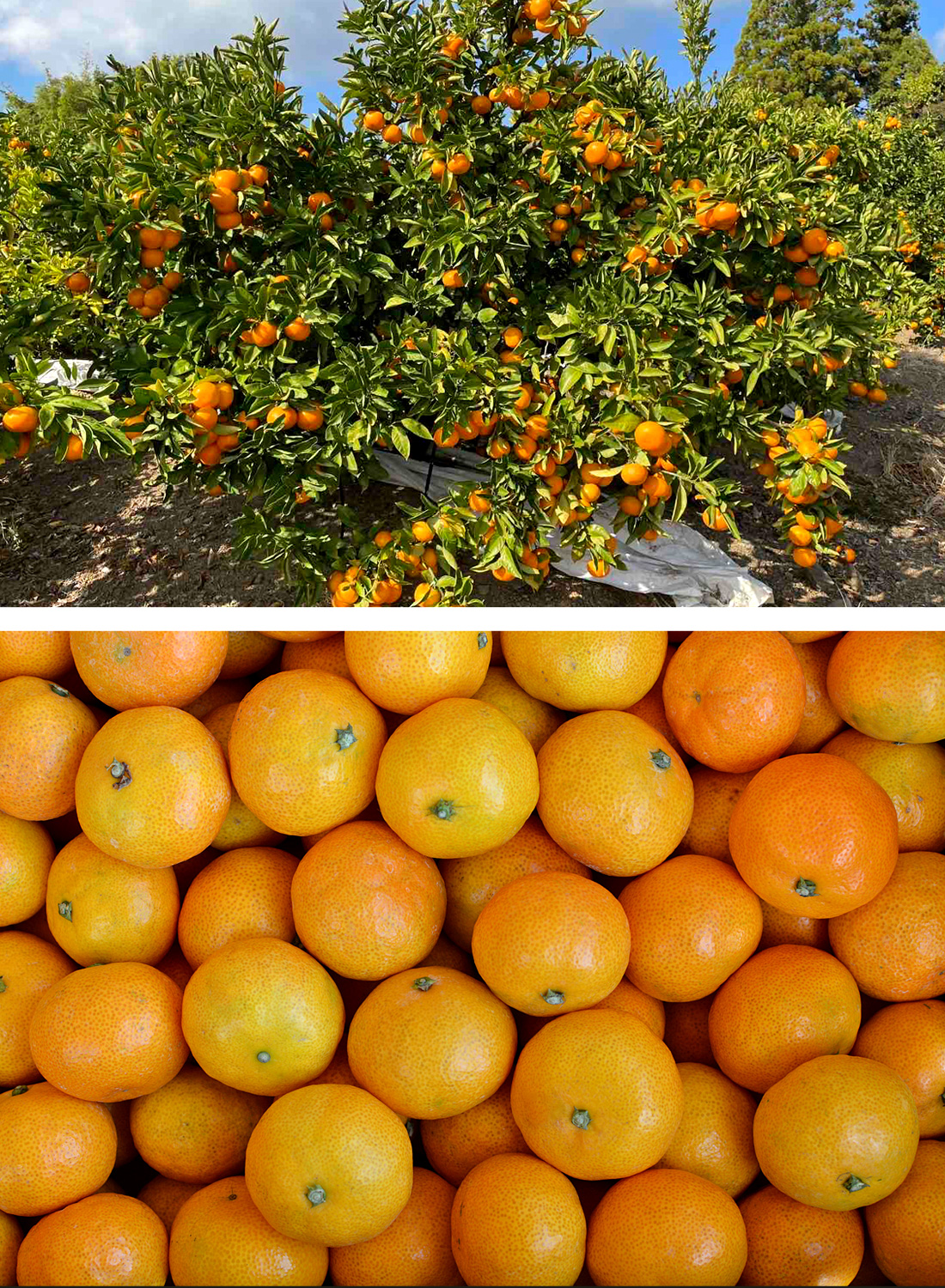 100円OFFクーポン みかん 山北みかん 高知産 約5kg 蜜柑 温州みかん 