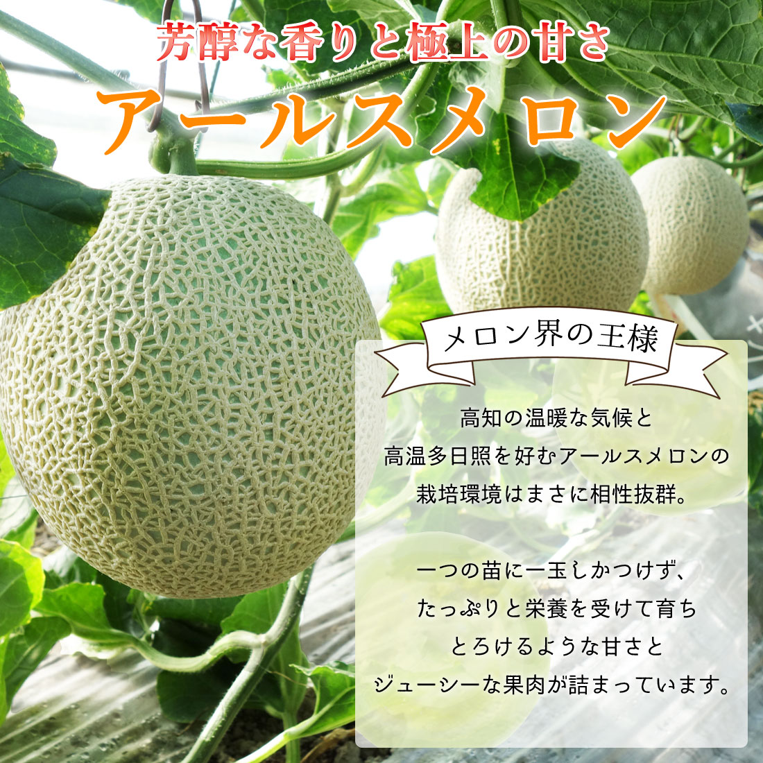 予約】 メロン 高知産 家庭用 6玉 高級 温室 ハウスメロン 青肉メロン